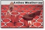 Anthes Weathercaps